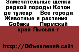 Замечательные щенки редкой породы Котон де тулеар  - Все города Животные и растения » Собаки   . Пермский край,Лысьва г.